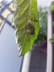 Feuilles de ma Green Zebra et les squatters