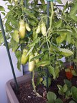 San Marzano