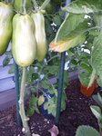 San Marzano