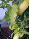 San Marzano