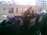 mon balcon plein sud