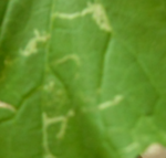 Feuille de concombre