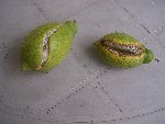 citron éclaté2.JPG