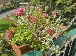 plantes 017.jpg