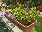 plantes 018.jpg