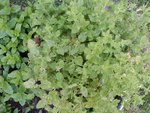 20150703_083319.jpg