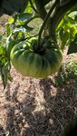 Des tomates ananas déjà de très belle taille.