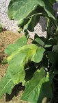 Les marques de brûlure sur mes feuilles d'aubergines.