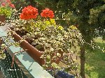 plantes 019.jpg