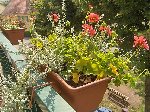 plantes 020.jpg