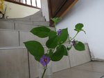 Petite branche fleurie coupée jeudi dernier.