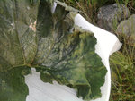 feuille courgette décolorée et ramollie.jpg