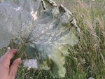 feuille courgette décolorée et ramollie 2.jpg