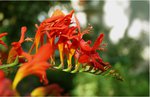 Crocosmia.jpeg