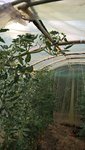 Les tomates arrivent en haut du tunnel.