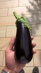 une des belles aubergines récoltées.