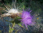 Cirsium_vulgare1.jpg