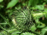 Cirsium_vulgare2.jpg