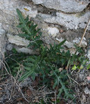 Cirsium vulgare Princesse_500.jpg
