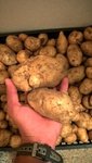 C'est la taille des plus grosses pommes de terre.