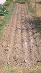 Les rangs une fois tracés à 25 cm de distance et les graines semées à 5 cm sur la ligne.<br />J'ai ensuite recouvert les graine de 3 cm de terre environ.<br />Petite précision,avant de tracer les sillons,j'ai épandu un peu de cendre de bois.
