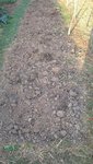 Les pommes de terres une fois récoltées.<br />Cela me fait mal de voir ma terre toute chamboulée et sans mulch.<br />Cela me donne l'impréssion d'étre revenu au labour.<br />C'est pour cette raison que j'attend plusieurs années avant de replanter les pommes de terre au même endroit.