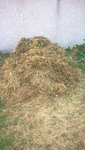 Voici le tas de foin et de fanes de pommes de terre récupéré après récolte.<br />Je garde ce tas de coté pour ensuite replacer tous cela entre les rangs de haricots qui vont poussées.
