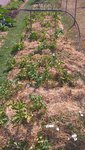 La planche de pomme de terre avant récolte.