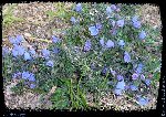 une fleur bleue en forme de clochette de 1 cm environ, avec un feuillage un peu &quot;poilu&quot;