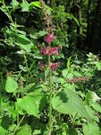 Stachys sylvatica.jpg