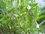 P2250021reduit.jpg