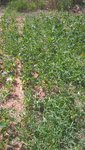 La planche de haricots chétifs.<br />Les herbes ont beaucoup poussées car les haricots n'ont pas été assez fournis pour couvrir le sol.