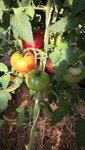 Marmande
