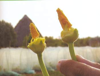 courgette étamine de fleurs mâles mises à nu.JPG