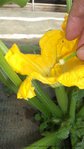 courgette pollinisation-manuelle-.jpg