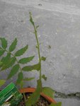 DSCN6037.JPG