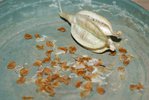 DSC01742.JPG