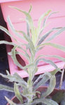 plante 1.jpg