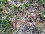 DSCN1442.resized.JPG