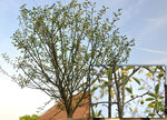 L'arbre tel qu'il est et un particulier des petits fruits