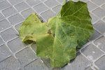 Voici une des feuilles de melon que j'ai enlevées.