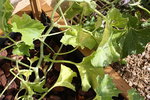 Les feuilles du melon jaunissent...