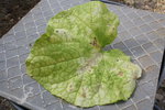 Feuille de concombre malade
