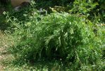 mimosa cp (448x300).jpg