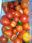 tomates 12.07.jpg
