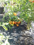 tomates 12.07.15.jpg