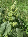 360px-20140822Amaranthus_retroflexus1.jpg