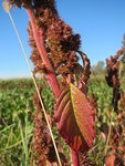 360px-20141018Amaranthus_retroflexus2.jpg