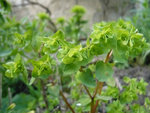 377982Euphorbiapeplus Perrebelle_500.jpg