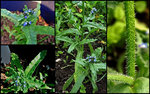 Anchusa arvensis 2.jpg